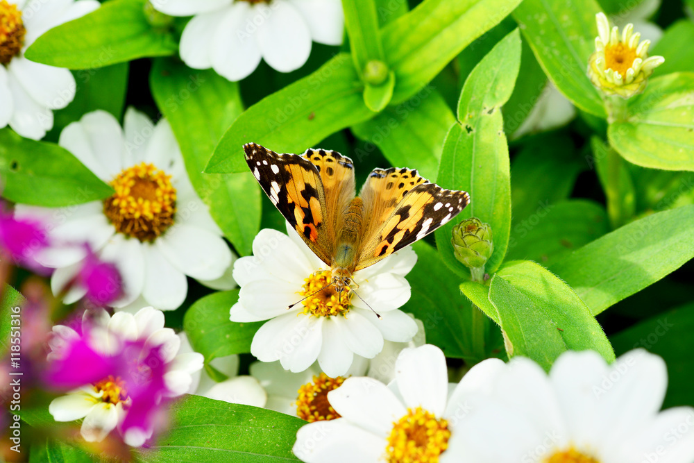 Schmetterling beim Nektarsaugen Schmetterling beim Nektarsaugen
