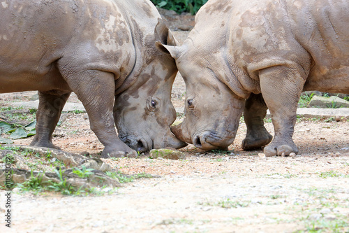 Asian rhino rhinoceros