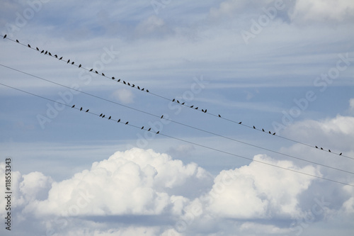 birds on the wires