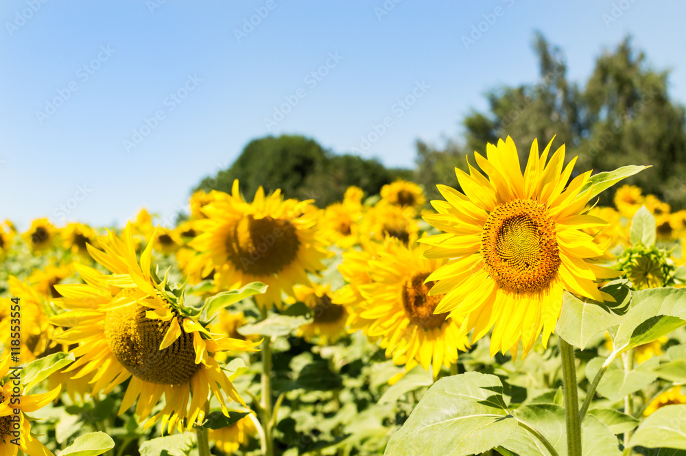 Sunflower flowers on a sunny day