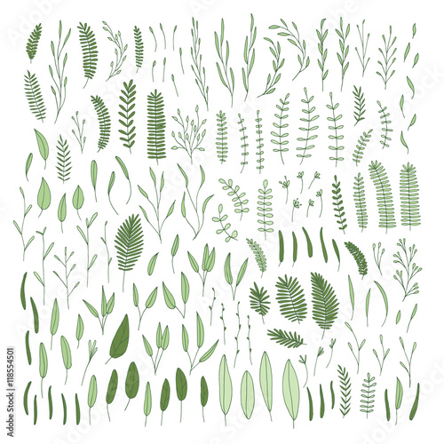 Plants, leaves.