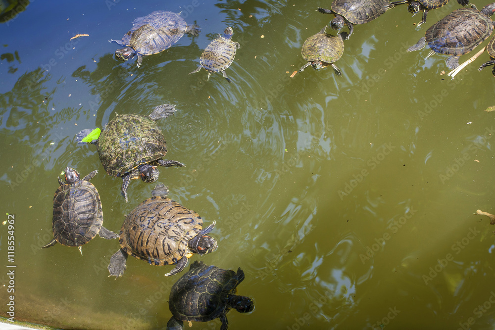 Turtles in lake (Red-eared slider. - Trachemys scripta elegans), Turtles in lake (Red-eared slider. - Trachemys scripta elegans),