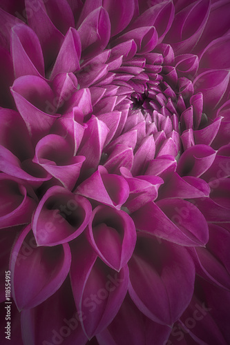 Purple flower petals  close up and macro of chrysanthemum  beautiful abstract background