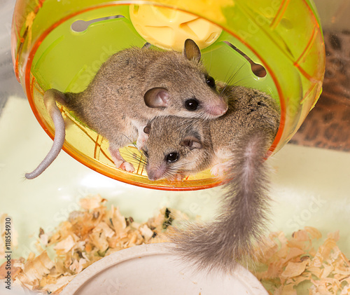 African Pygmy Dormice nestle each other on running wheel