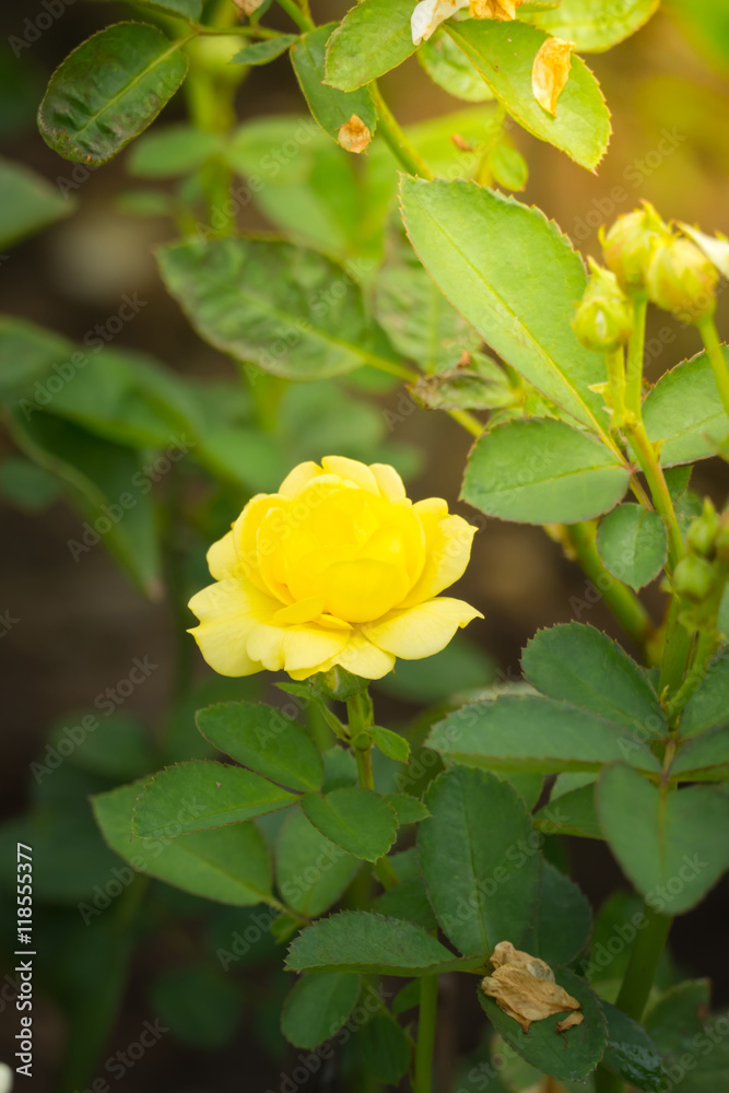The background image of the colorful flowers The background image of the colorful flowers