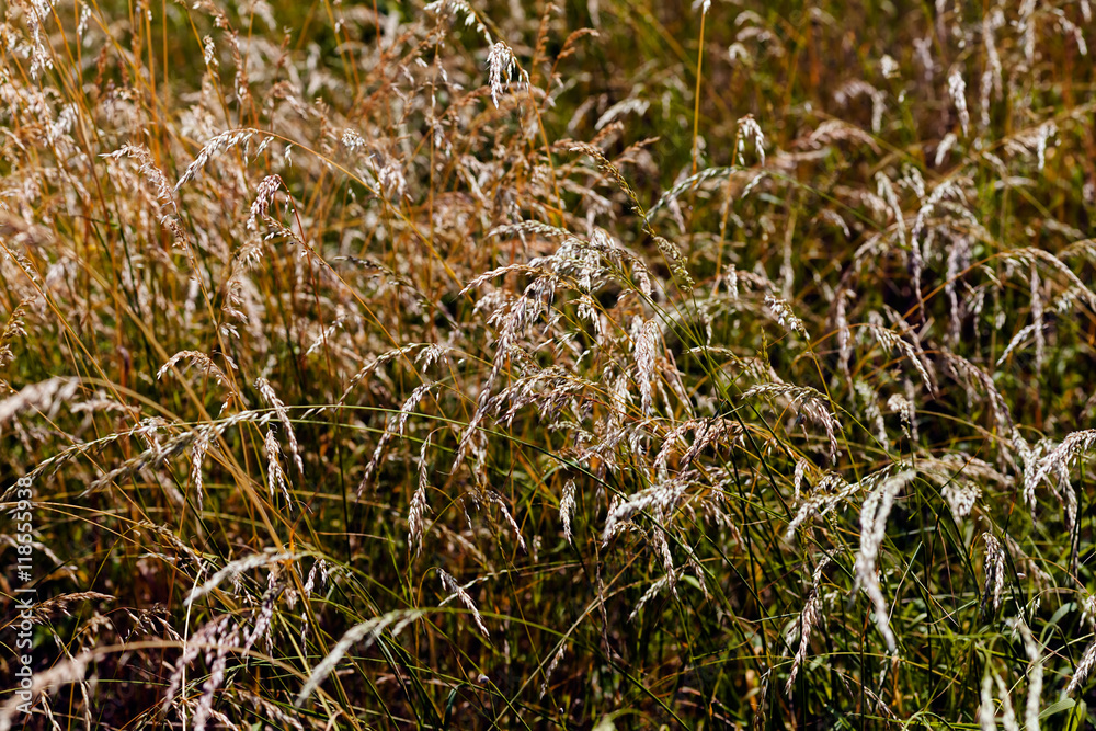 brown tall grass in a field brown tall grass in a field