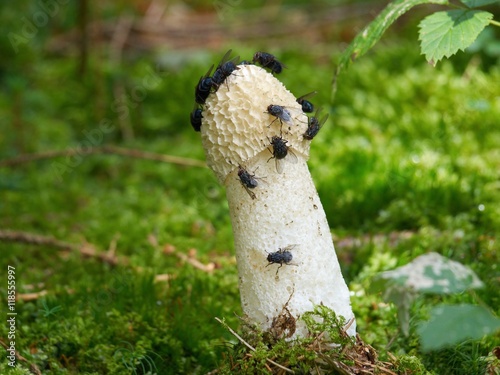 Common stinkhorn (Phallus impudicus) photo