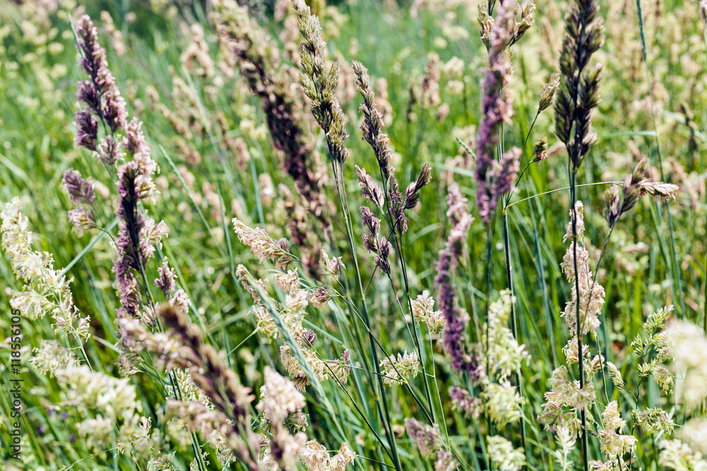 tall grass in a field tall grass in a field