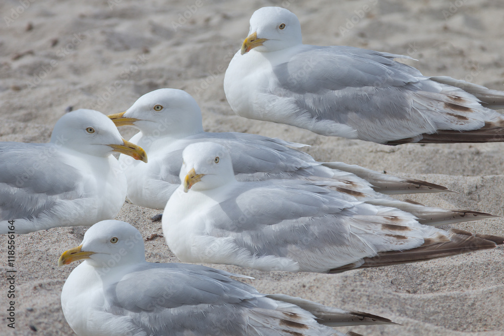 5 Möwen liegen im Sand