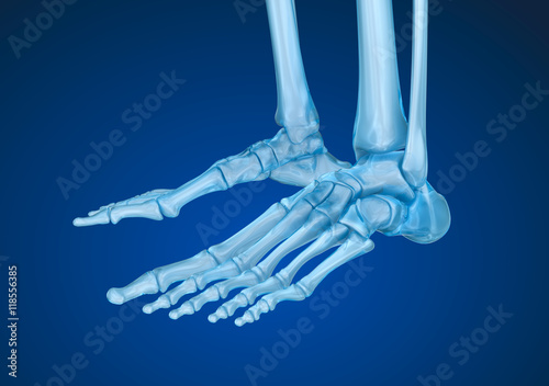 Bilde på lerret Human skeleton: skeletal foot. Medically accurate 3D illustration