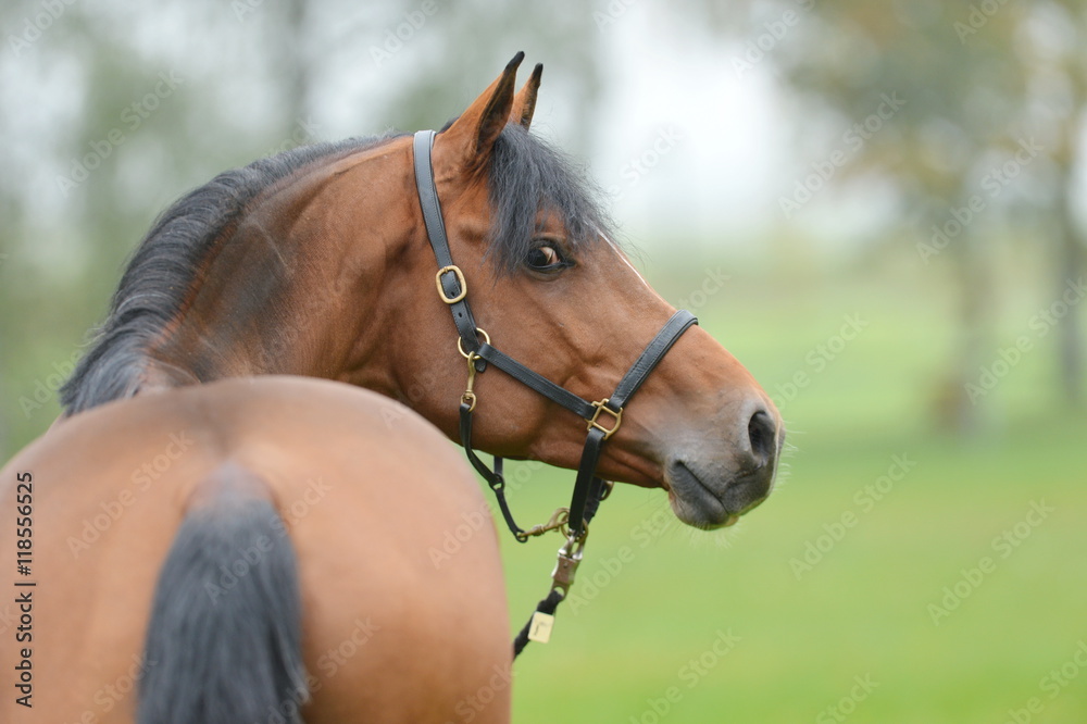 Obraz premium Hengstportrait