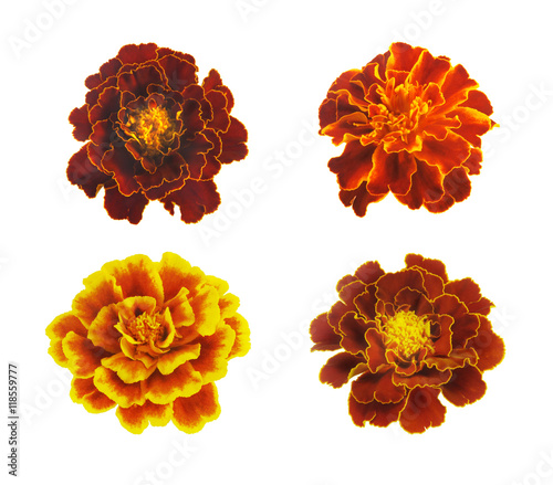 Marigolds isolated on white background