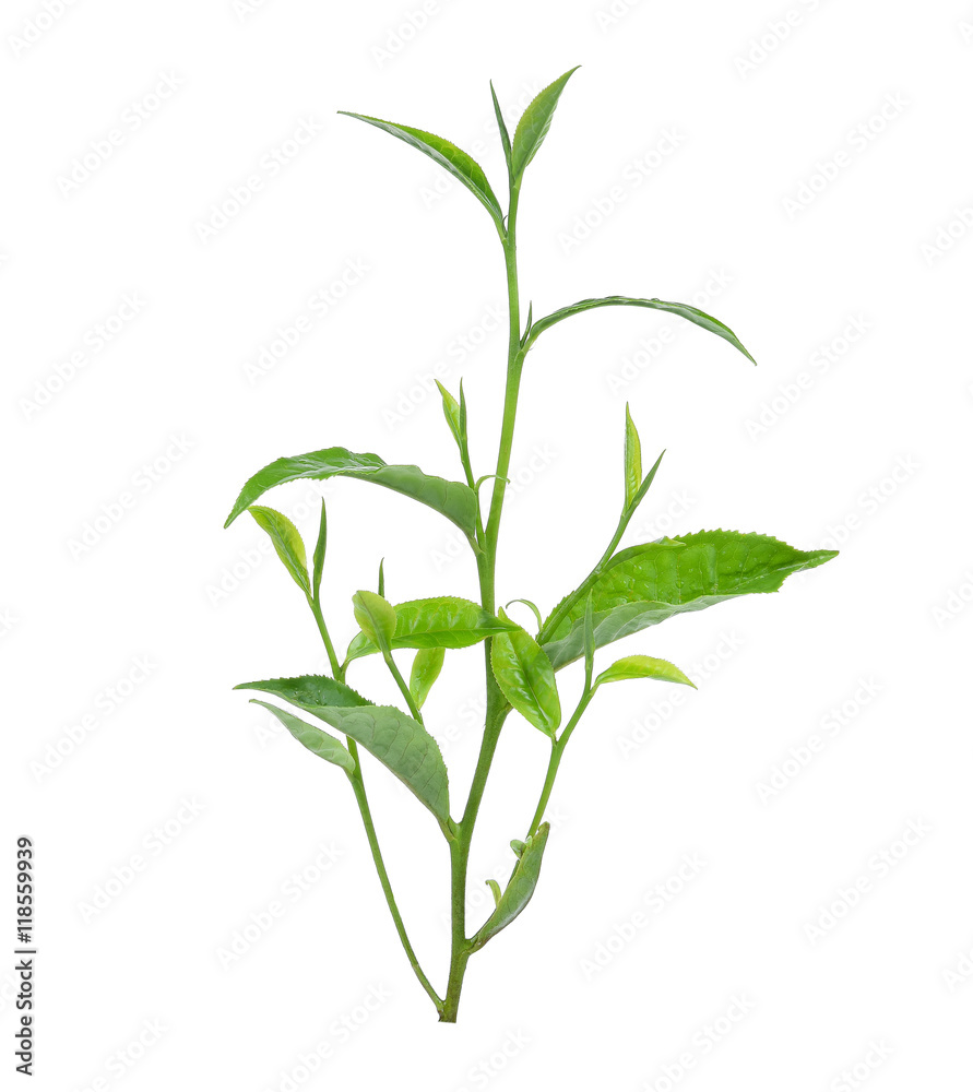 Green tea leaf isolated on white background Green tea leaf isolated on white background