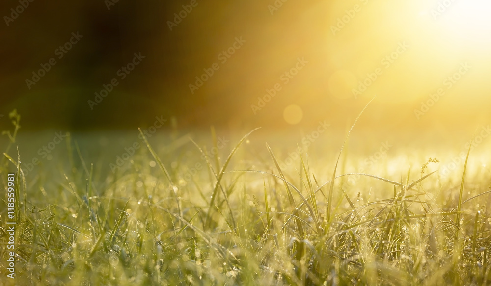 Grass at dawn with golden lights - nature website banner