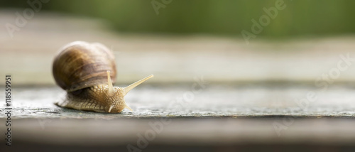 Website banner of a slowly snail 