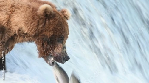 Slow motion of Alaskan brown bear fishing for salmon and catching one at Brooks Falls in Katmai National Park, Alaska