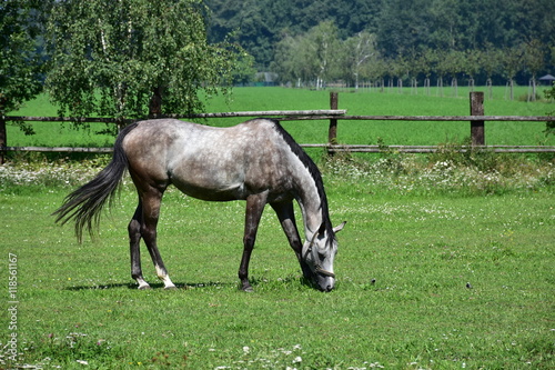grey horse photo