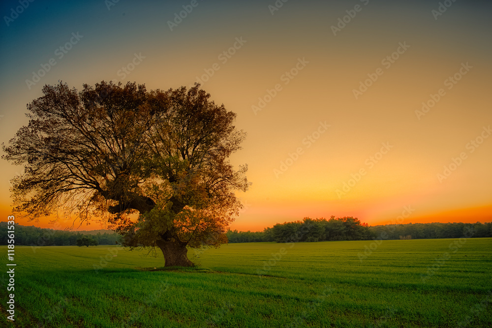 Naklejka premium Field at sunset