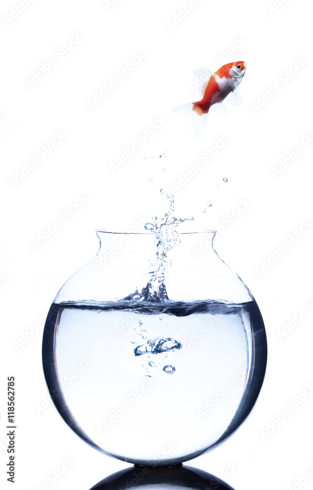 goldfish jumping from a bowl goldfish jumping from a bowl
