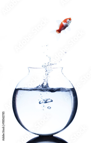 goldfish jumping from a bowl