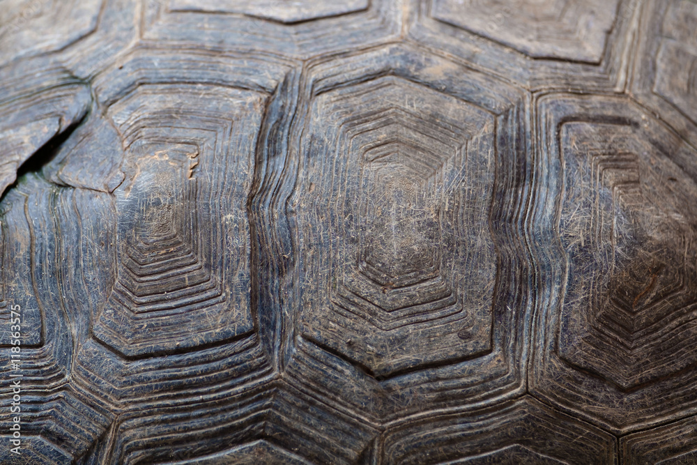 Naklejka premium Turtle carapace / Abstract texture background of dirty turtle carapace.