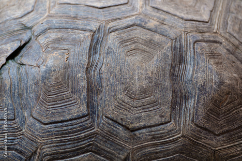 Turtle carapace / Abstract texture background of dirty turtle carapace.