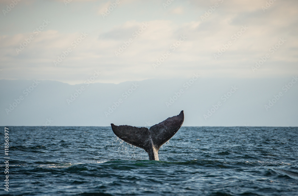 Naklejka premium Happy whale tail