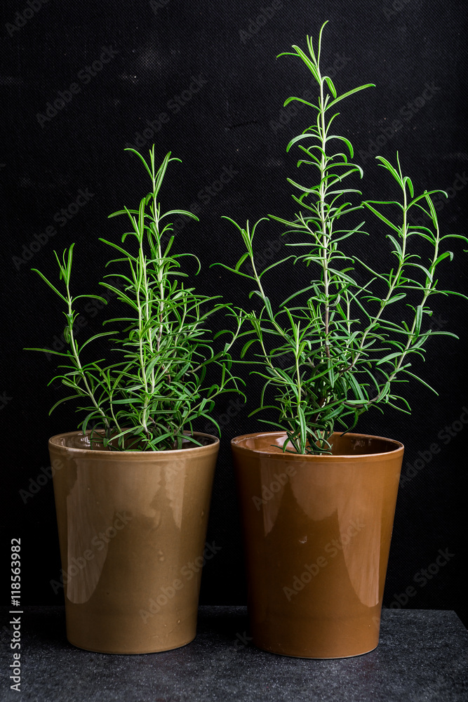 Rosemary plant in a flowerpot on a black background