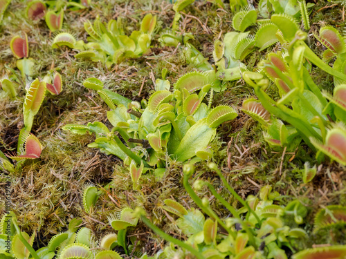 Dionaea muscipula, also known as venus flytrap, is a carnivorous plant