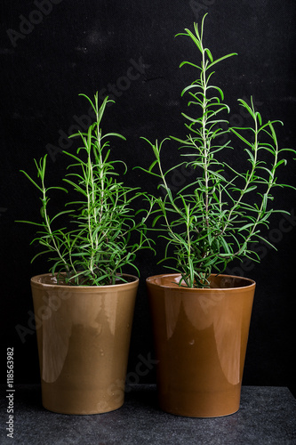 Rosemary plant in a flowerpot on a black background