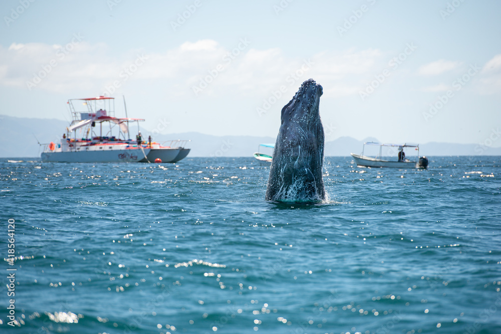 Fototapeta premium Whale human watching