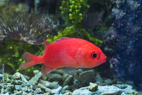 macro close up of red squirrel fish, dwarf squirrelfish, sargocentron
