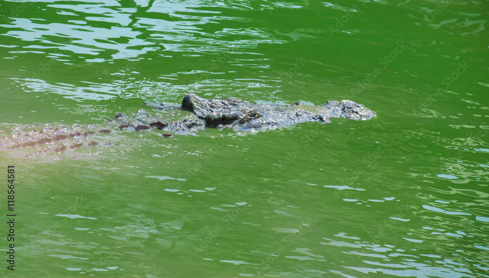 Crocodile / View of dangerous crocodiles immersed in the pool. Crocodile / View of dangerous crocodiles immersed in the pool.