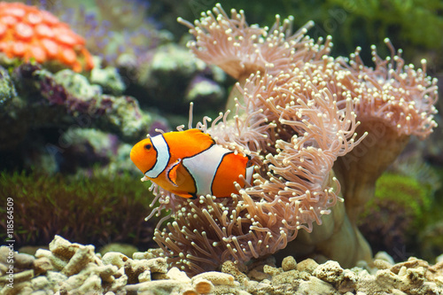 close up of clown fish and soft corals darting amongst the stinging tentacles of the sea anemone