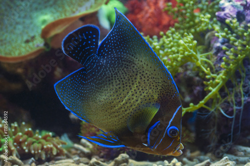 macro close up of angel blue stone marine fish, pomacanthus annularis