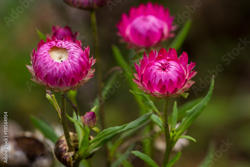 straw flowers in the garden