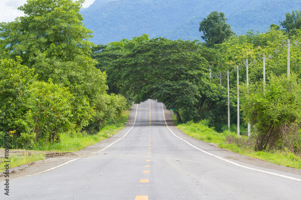 Fototapeta premium rural road straight to forest
