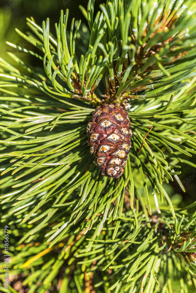 Tree cones background Tree cones background