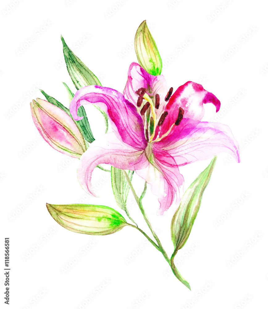 Lily in the summer garden. watercolor art. pattern Lily in the summer garden. watercolor art. pattern
