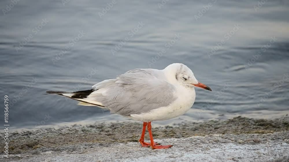 Beautiful cute common seagull with red beak standing, trying to fall asleep. Beautiful cute common seagull with red beak standing, trying to fall asleep.
