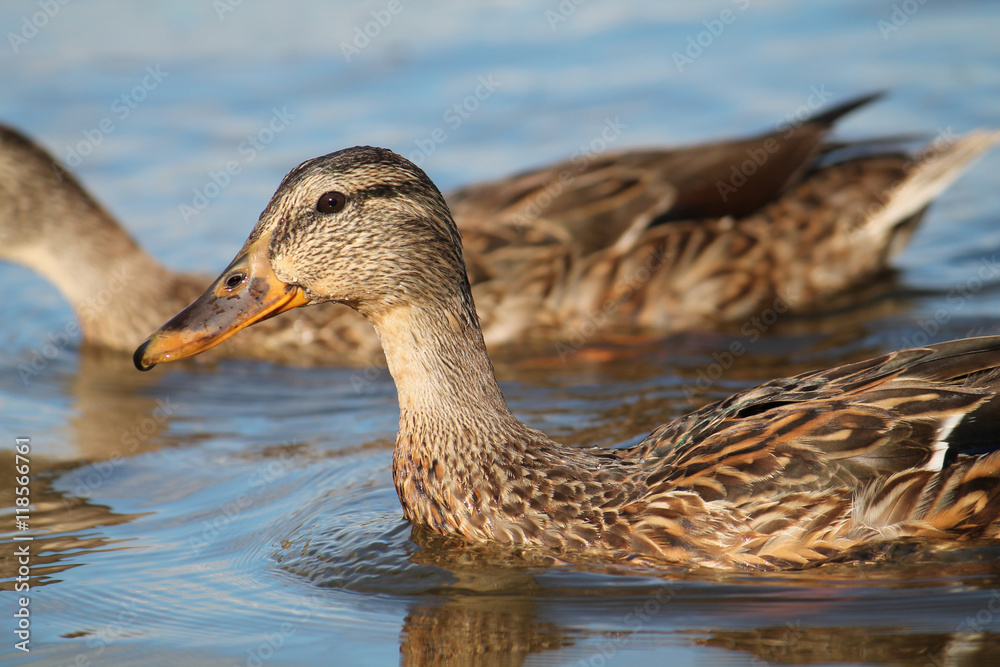 Mallard afloat Mallard afloat