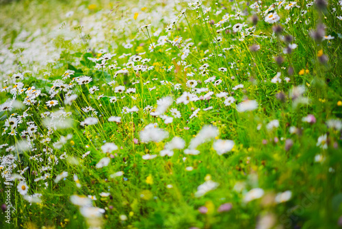 In the thick of a chamomile meadow, closeup. Full of fresh summer flowers, white daisies. In the Caucasus Mountains (Mestia, Svaneti, Georgia)