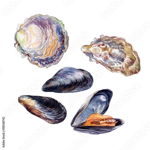 Fényképezés oyster and mussel edible sea mollusk