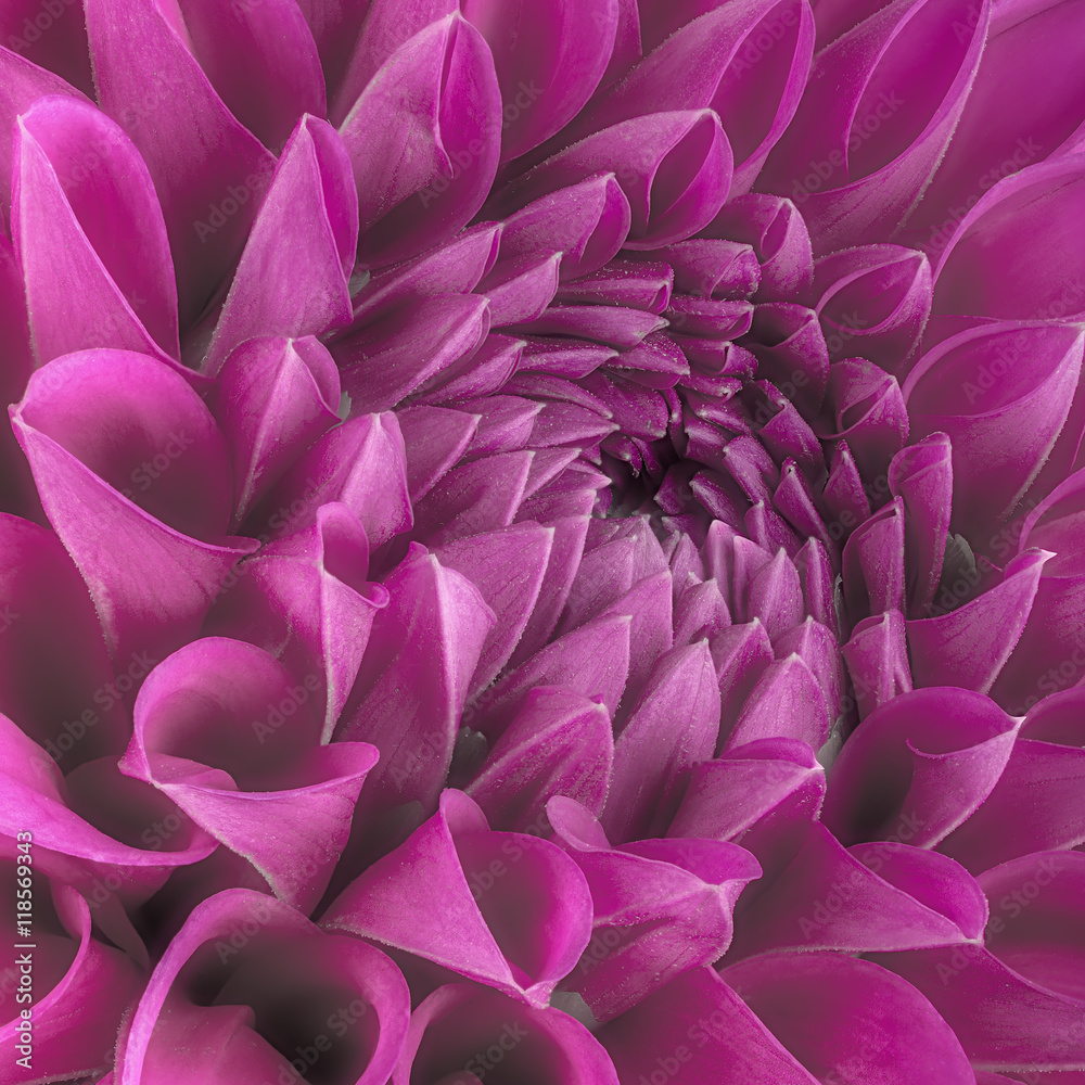 Purple flower petals, close up and macro of chrysanthemum, beautiful abstract background