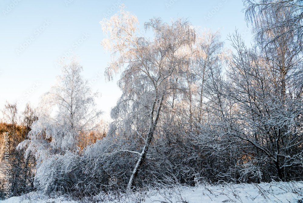 winter evening landscape with  snow on trees