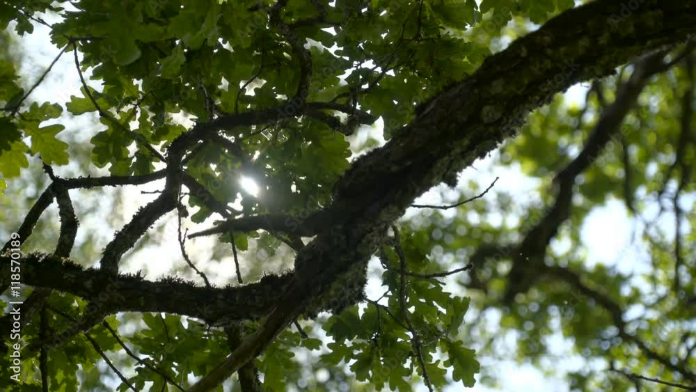 The ray of sunlight on the branch of the tree with the green leaves seen and the sun The ray of sunlight on the branch of the tree with the green leaves seen and the sun