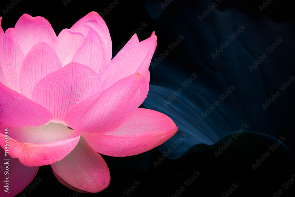 幻想的な蓮の花 Stock 写真 Adobe Stock
