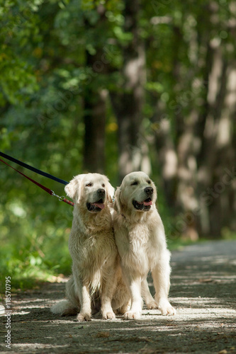 Two retriever in the park