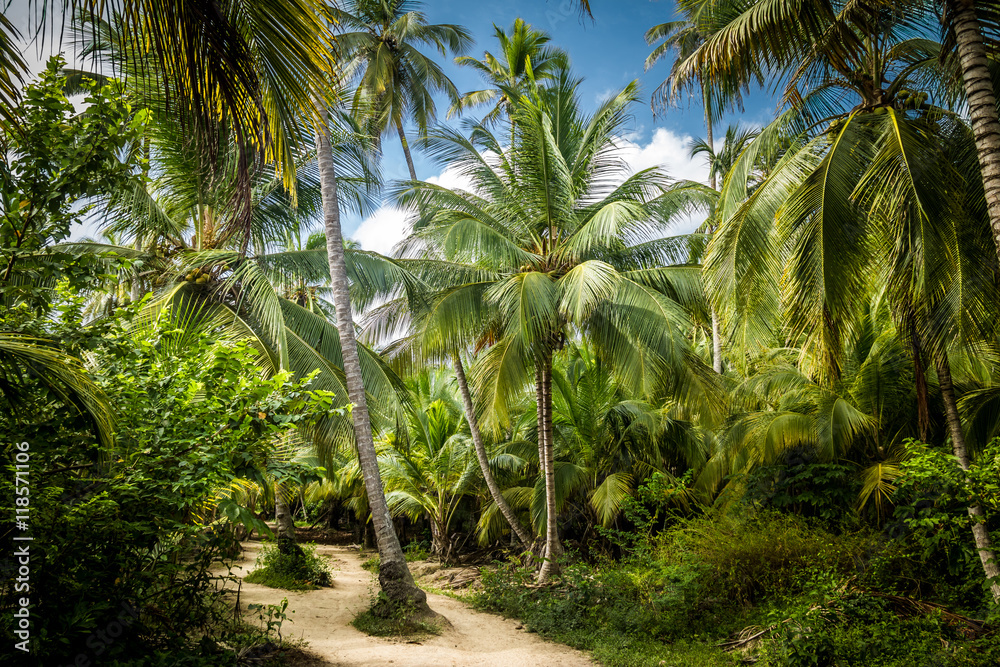 Obraz premium Path on a Palm Tree Forest - Tayrona Natural National Park, Colombia