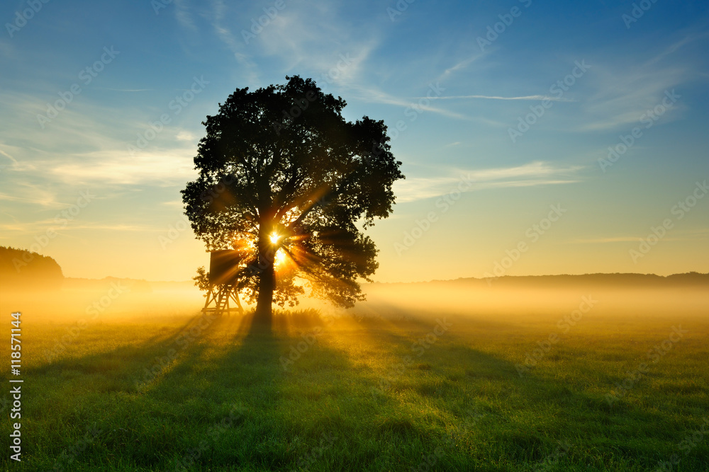 Oak Tree in Meadow at Sunrise, Sunbeams breaking through Morning Fog - obrazy, fototapety, plakaty 